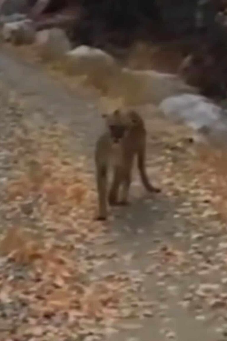 Utah Hiker’s Narrow Escape from Mountain Lion Captured on Video