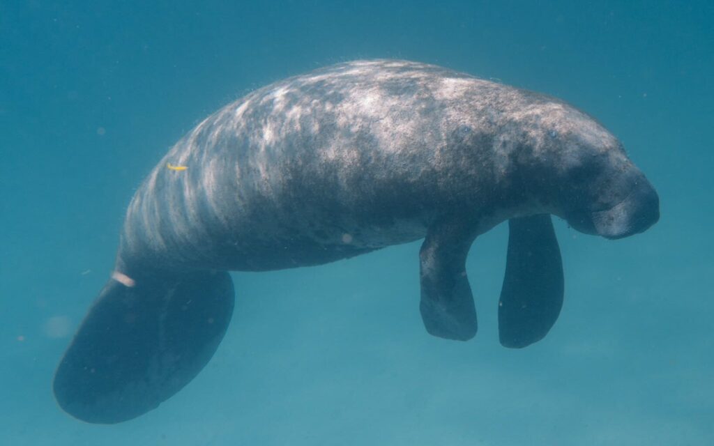 Manatee under Water