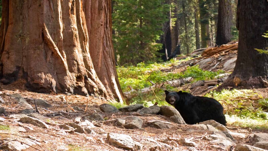 bear in Sequoia National Park
