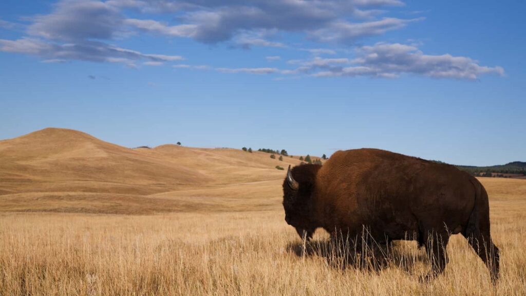 bison in Custer State Park South Dakota