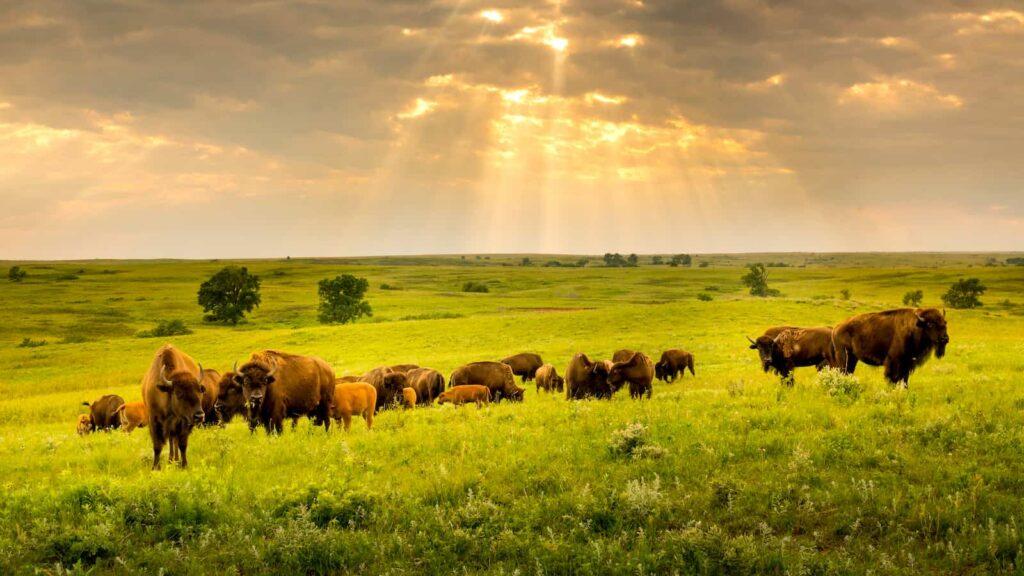 bisons in Kansas Maxwell Prairie Preserve