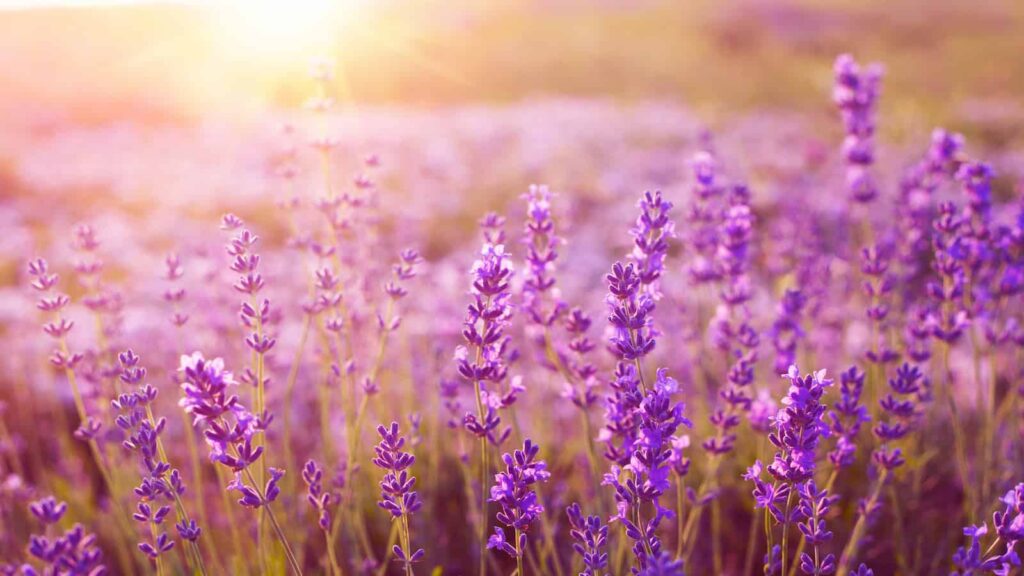 lavender field