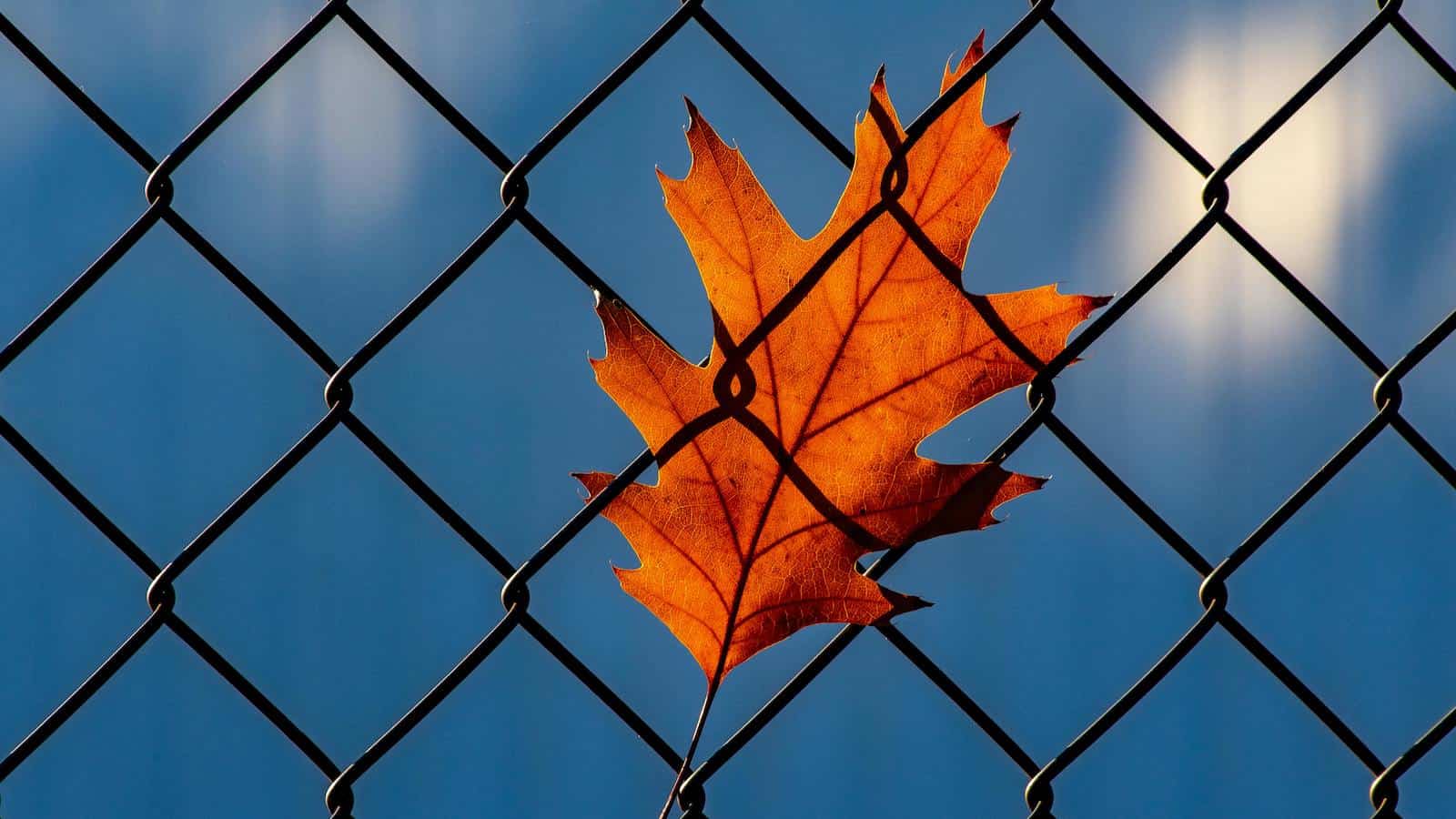 prison leaf pexels-brett-sayles-1550131