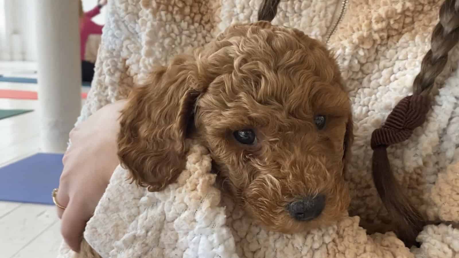 puppy yoga cockapoo london