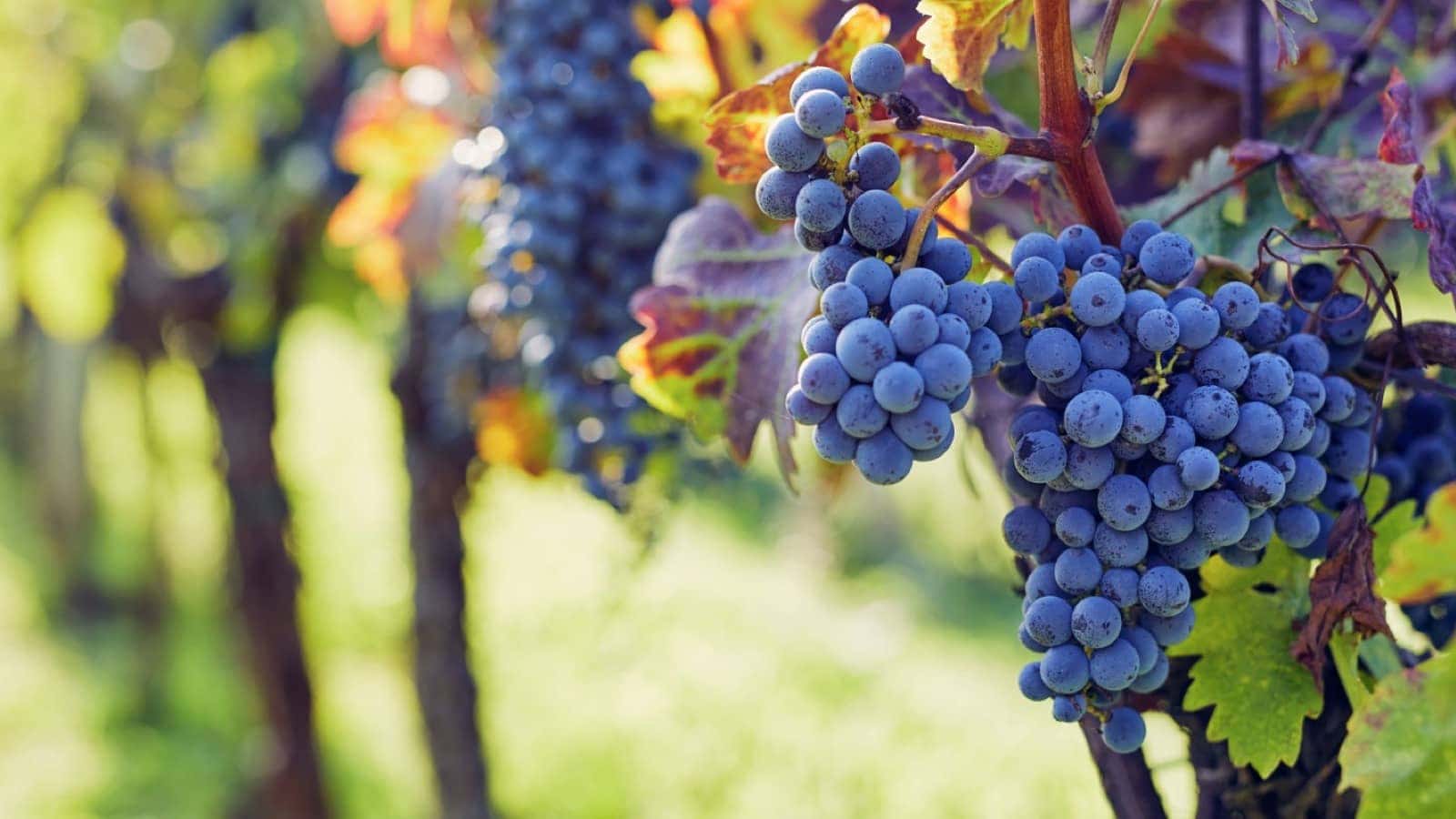 1vineyard shutterstock_2250568527 copyresized