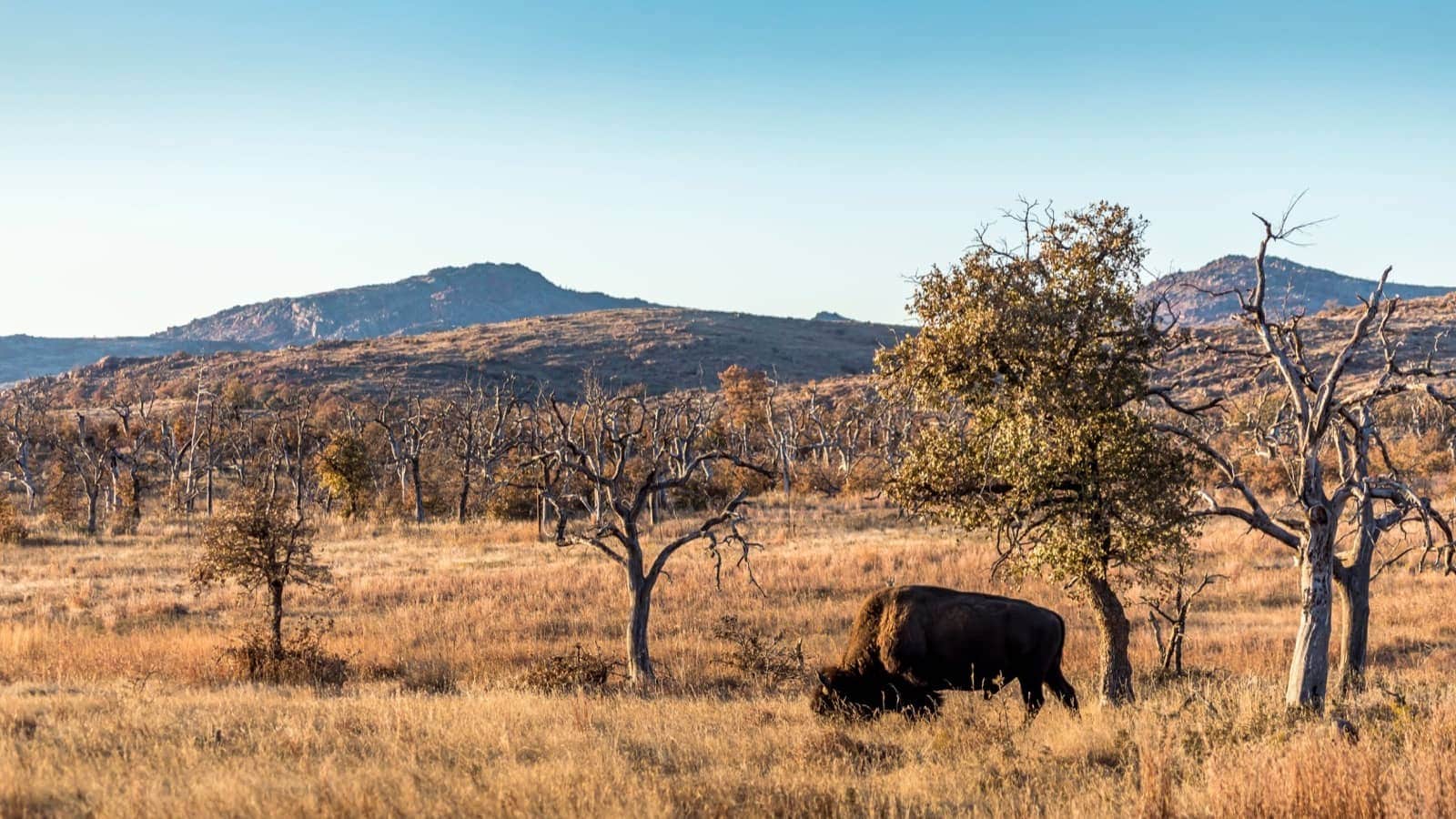 bison in Wichita Mountains Wildlife Refuge, Oklahoma shutterstock_1579827952.jpg.crdownloadresized