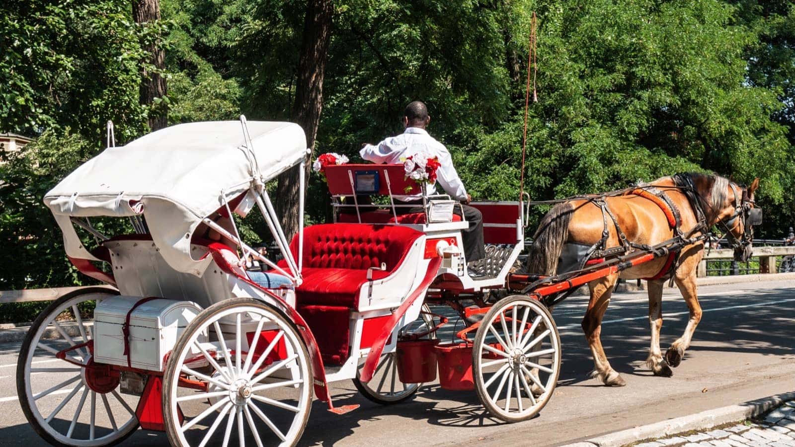 horse carriage nyc new york central park