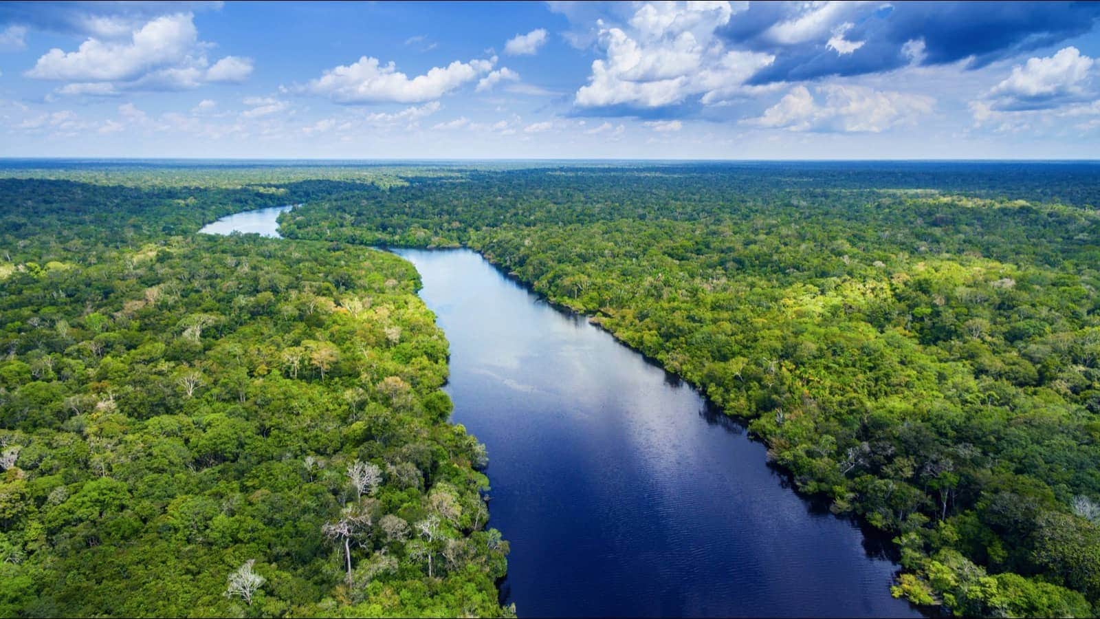 Amazon Rainforest, South America shutterstock_1292310916resized