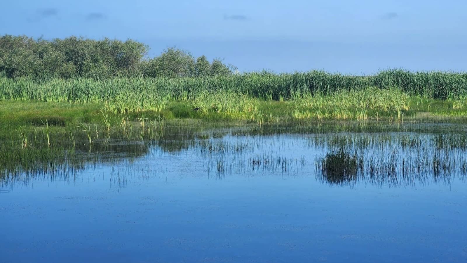 Humboldt Bay National Wildlife Refuge1resized