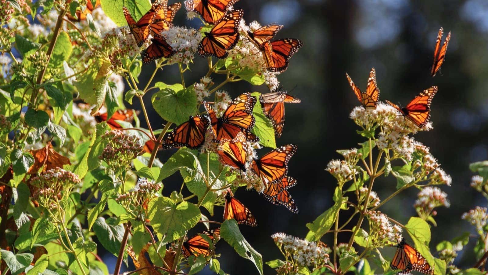 Monarch Butterfly Biosphere Reserve, Mexico shutterstock_1029194050resized