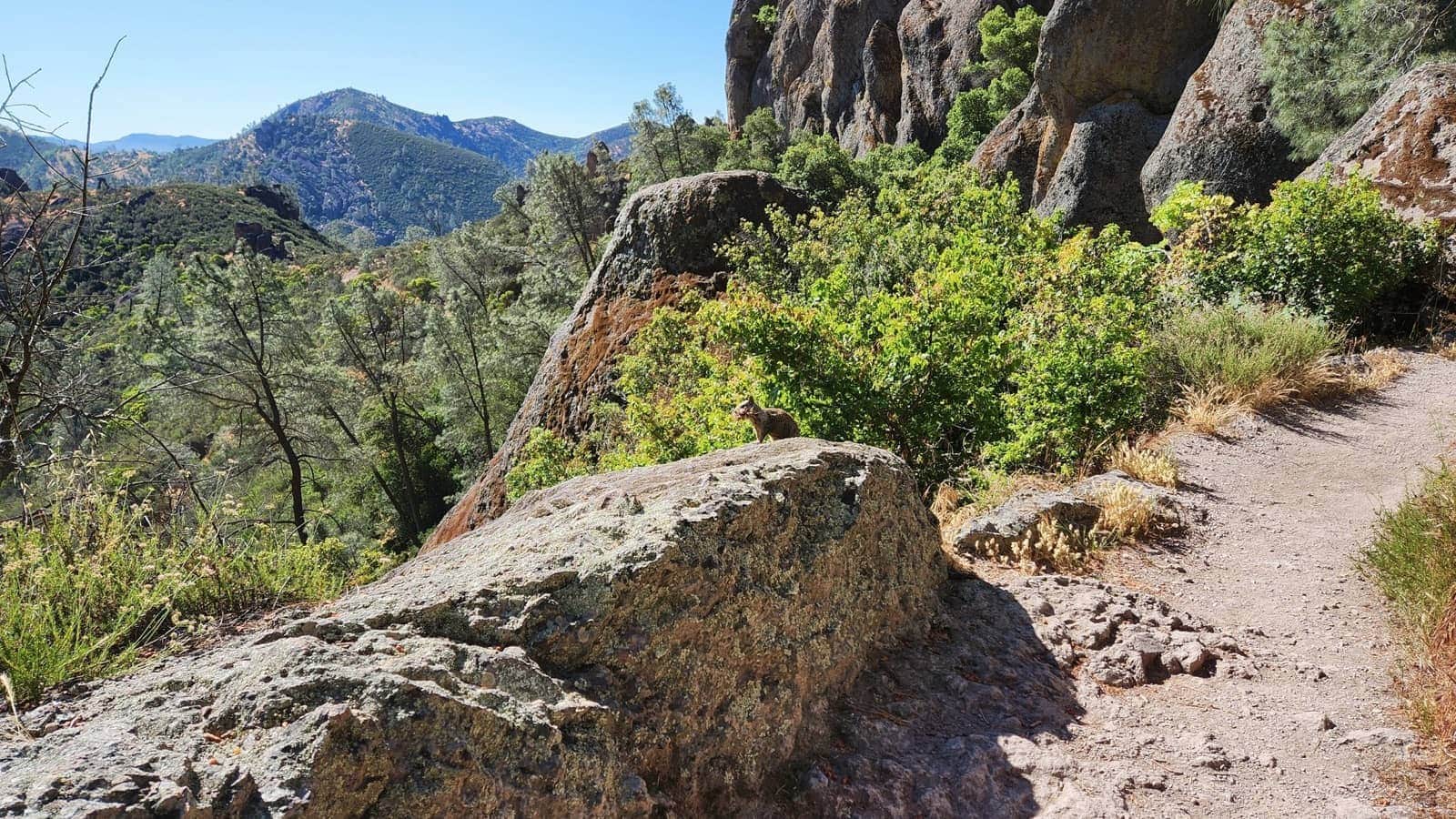 Pinnacles National Park california wildliferesized