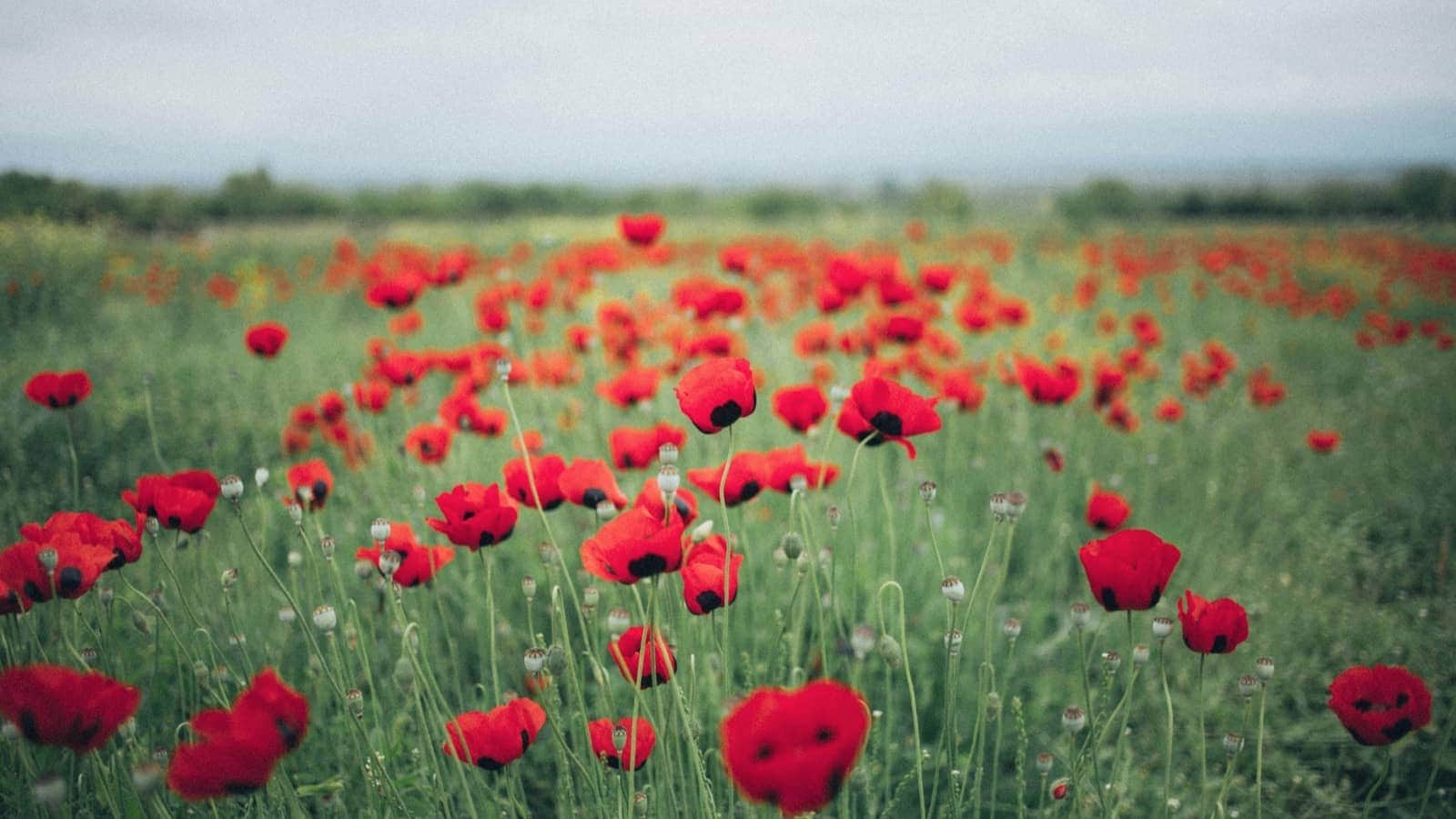 poppies pexels-elina-sazonova-1876621resized