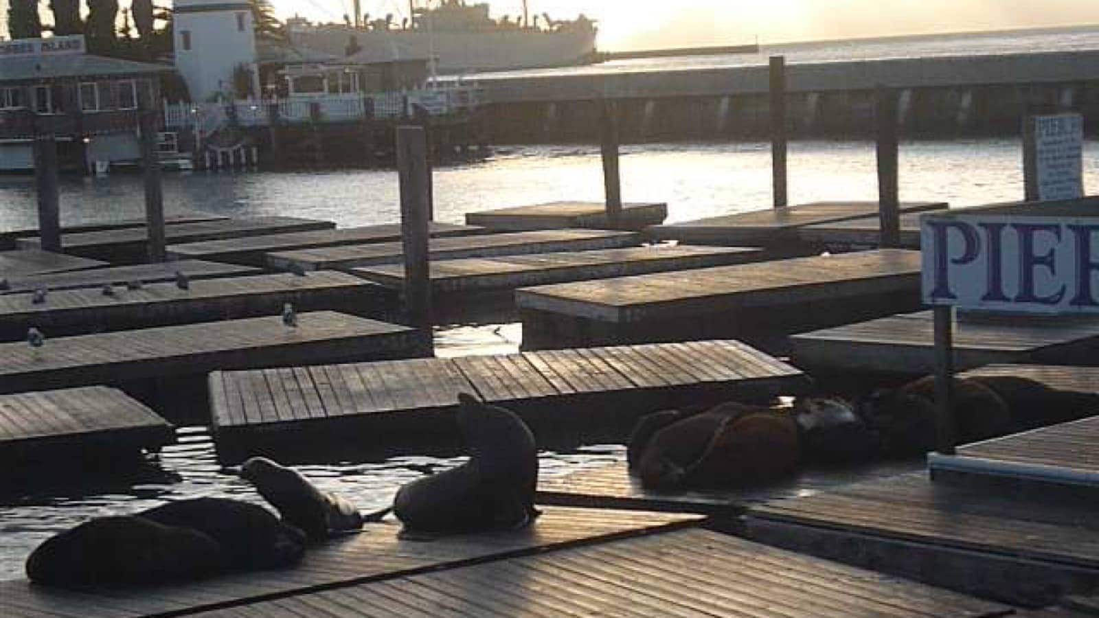 sea lions san franciscoresized
