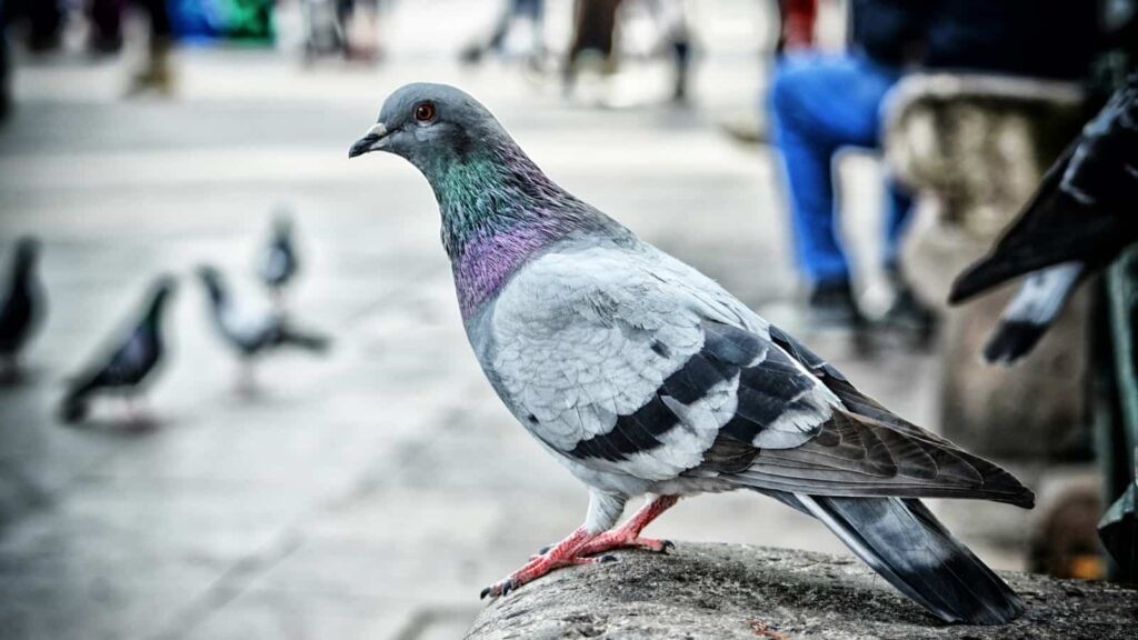 pigeon