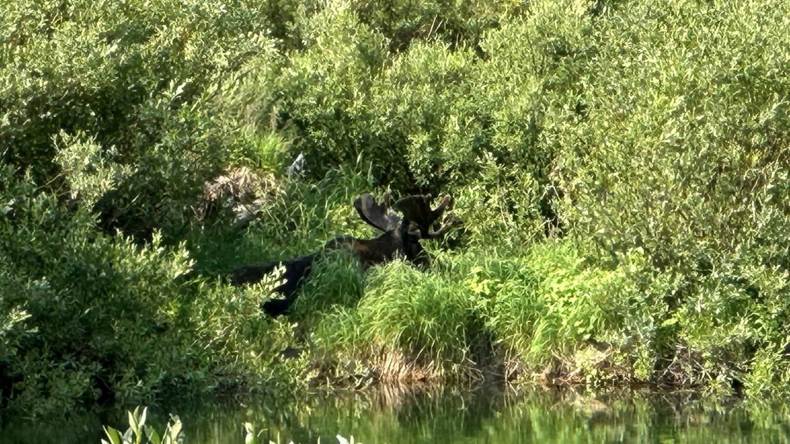moose in bushesresized