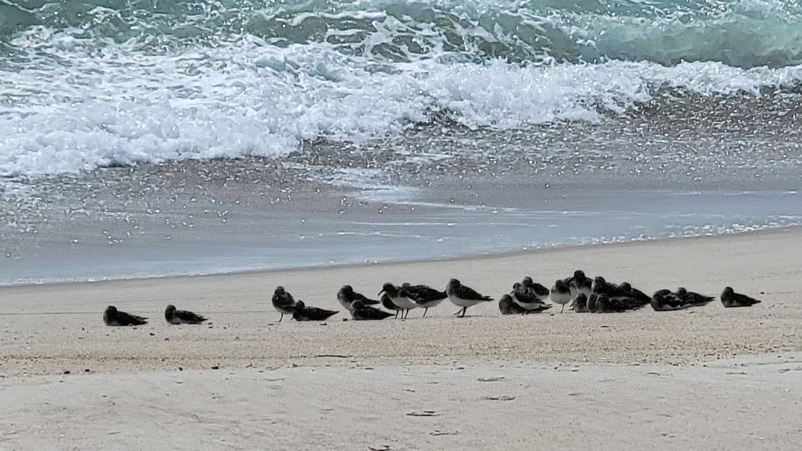 Assateague Island National Seashore birds usaresized