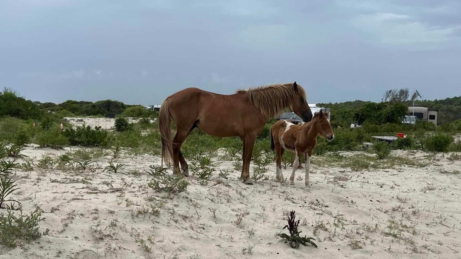Assateague Island National Seashore horses wild usaresized