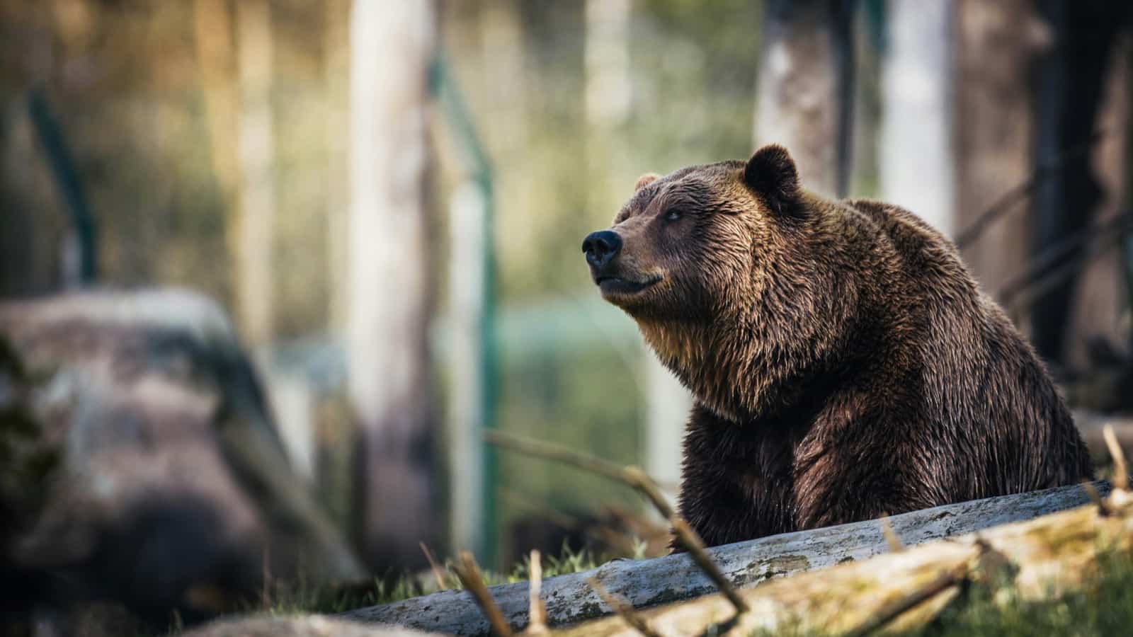 grizzly animal bear pexels-itfeelslikefilm-1068554resized