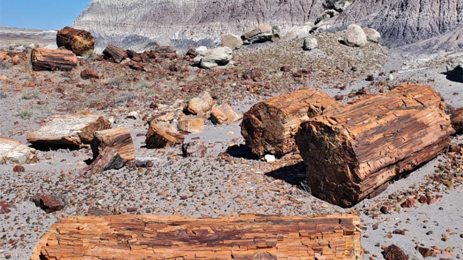 petrified forest usaresized