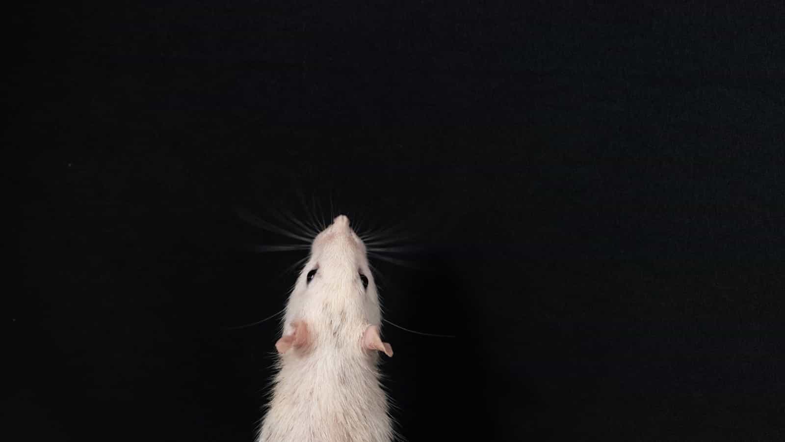 rat mouse animal pexels-nikiemmert-26158916resized