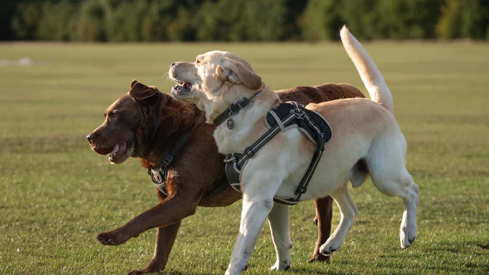 dog park dogs playing