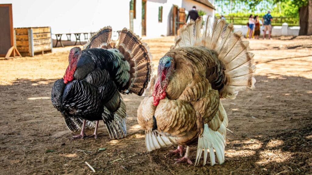 thanksgiving, thankful, fall turkey